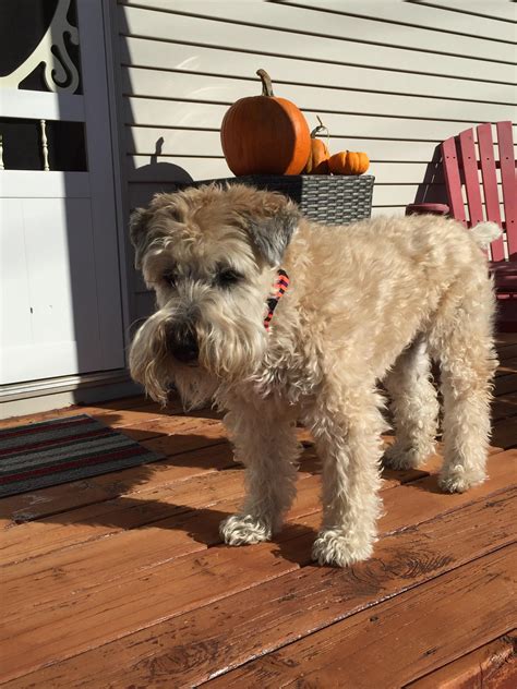 Wait, what does SPAY" mean? : r/Wheatens