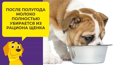Чем кормить английского бульдога: запрещенные и разрешенные продукты, корма