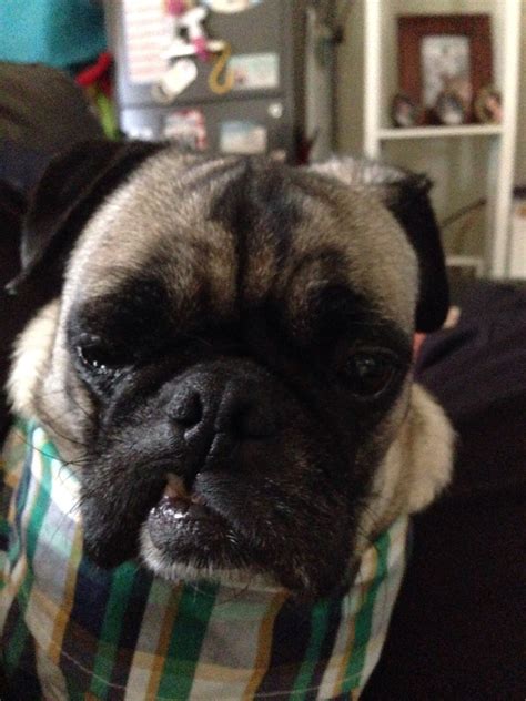 Finn's Sweet Home — Ugly pug mug