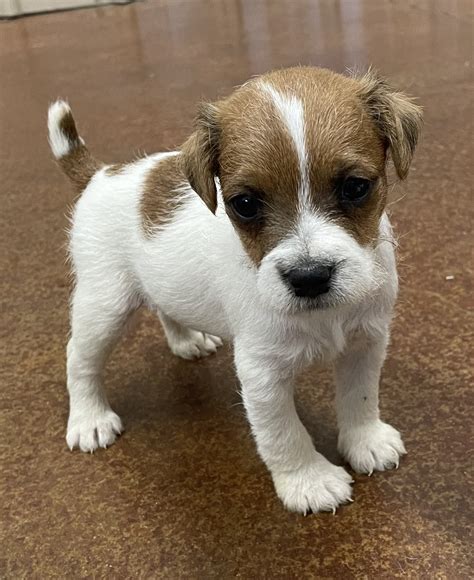 SOLD - Lucy Male 2 - Tri Rough Male Jack Russell Terrier Puppy For Sale - Duke's Legacy Jack