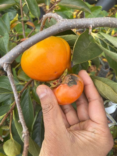 When to pick Kassandra hybrid persimmon? - Page 2 - General Fruit