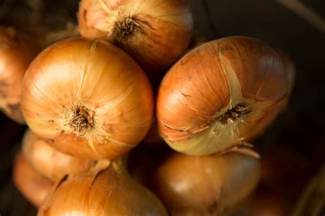 Onion Free Stock Photo - Public Domain Pictures