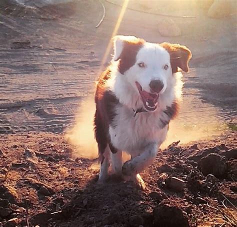 My boy mid zoom : r/Zoomies
