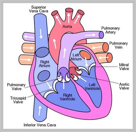 body parts diagram for kids - Graph Diagram