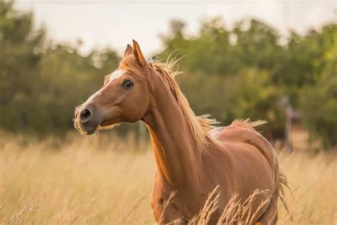 Foal vs Colt: Difference and Comparison