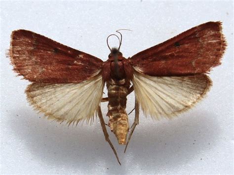 Bostra dipectinalis African Moths