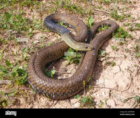 montpellier snake, Malpolon monspessulanus, Malpolon insignitus Stock ...