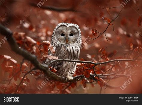 He Lives Europe Asia, Image & Photo (Free Trial) | Bigstock
