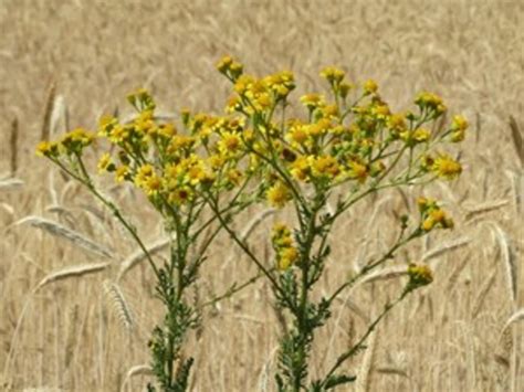 10 Most Poisonous Plants for Horses
