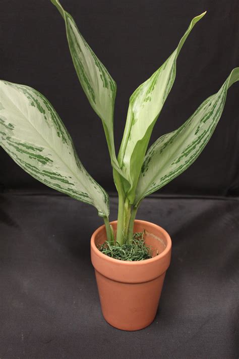 Aglaonema Silver Bay Plant Care