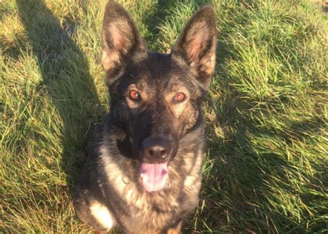 How to Adopt Retired Police Dogs | Thin Blue Paw