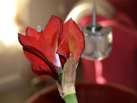 Amarilys Flowers Decoration - Free photo on Pixabay - Pixabay