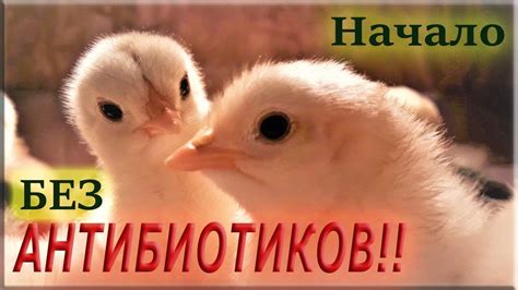Выращивание цыплят БЕЗ АНТИБИОТИКОВ! Первые 10 дней - YouTube