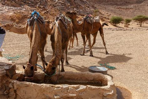 Camels Drinking Water from a Well in the Sahara Desert. Stock Image ...