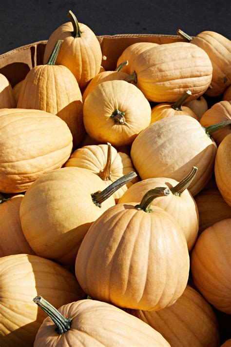 pin  pumpkins