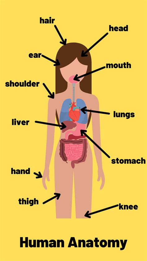 anatomy - TED IELTS