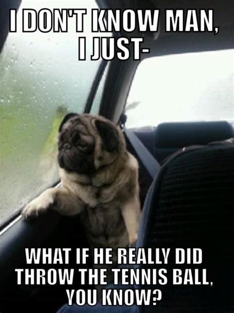 Introspective Pug | Funny Pictures, Quotes, Pics, Photos, Images ...