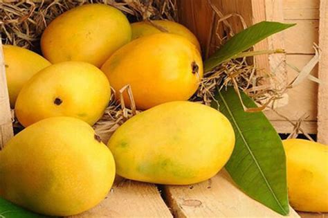 Mangoes | Mersel Foods