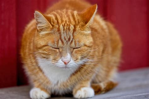 feline dysautonomia vet  direct