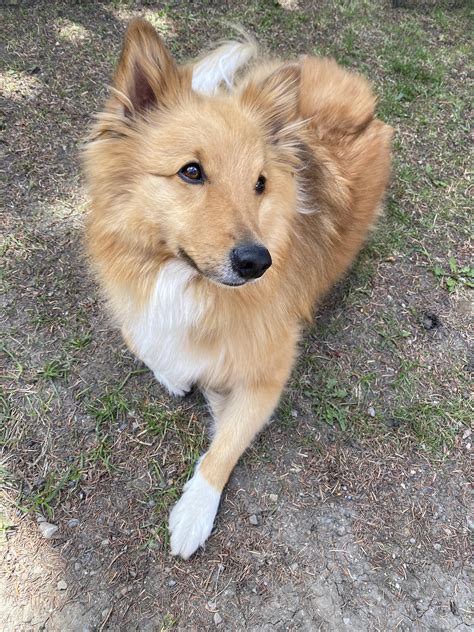 Fawkes, my garden buddy! (Sheltie x Pomeranian) : r/shelties