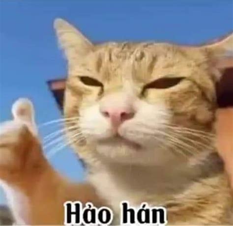 Mèo hảo hán - Ảnh Meme Hài Hước | Meme Chúa