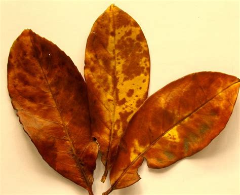 Autumn leaves photography 12 | Autumn leaves photography, Leaf photography, Autumn leaves