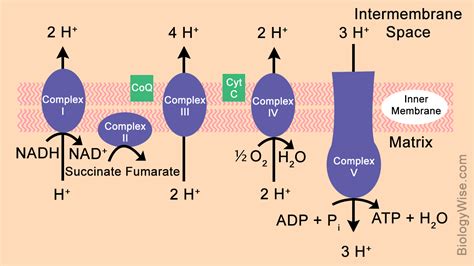 Electron Transport Chain Steps Explained with Diagram | Electron ...