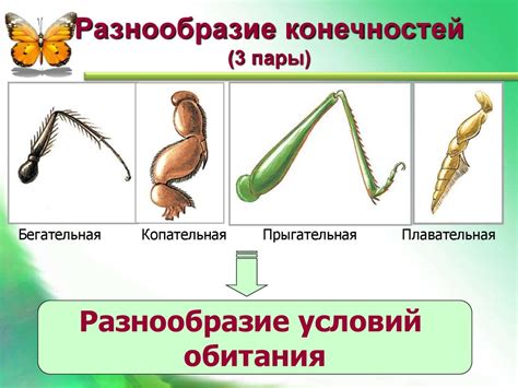 Класс насекомые - online presentation
