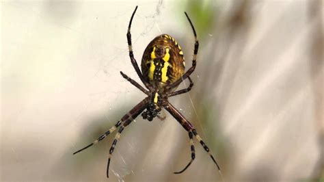 Паук Аргиопа Брюнниха ест. Argiope bruennichi - YouTube