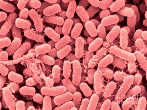 Serratia Marcescens Bacteria