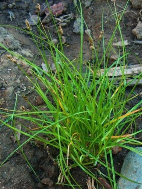 native grasses  grasslike plants sacramento localwiki