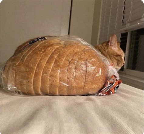Blursed_Cat : r/blursedimages