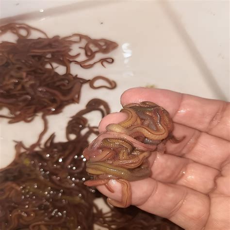 Contribution: A technology-driven transforming aquaculture waste into