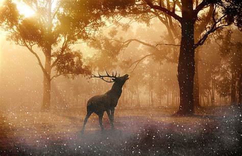 HD wallpaper: wild, animals, forest, nature, hirsch, antler | Wallpaper ...