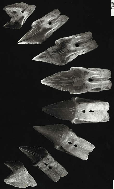 Dalatias licha | Shark-References