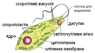 Відділ Зелені водорості Одноклітинні зелені водорості ( хламідомонада ...