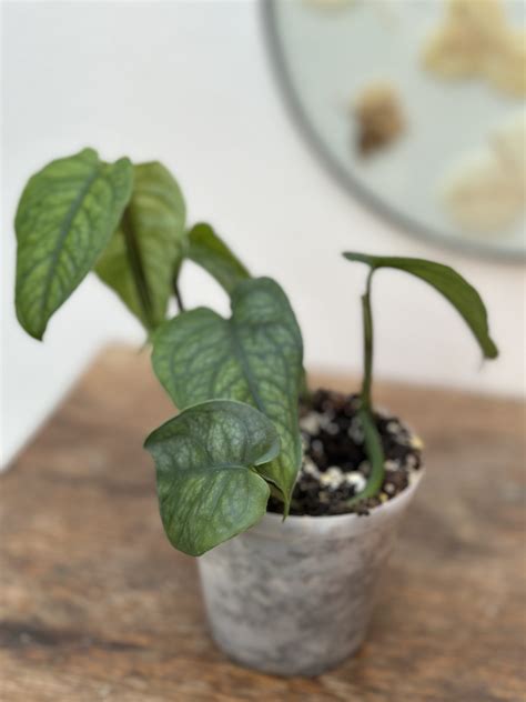 Monstera siltepecana - Saffron's Garden Online Shop