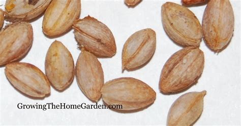 Growing Dogwood Trees from Seeds (Cornus florida) - Growing The Home Garden