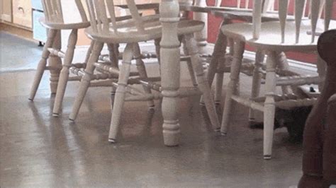 americas funniest home videos gif | WiffleGif