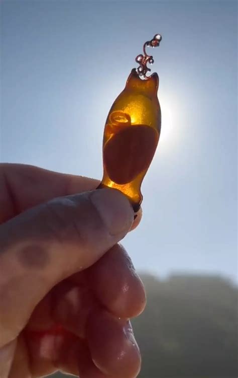 People left in disbelief after seeing shark egg as man takes it home to