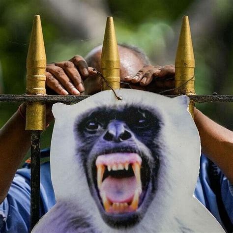 Cut-Outs of Langur Placed Along G20 Routes to Scare Off Monkeys in Delhi