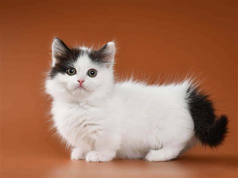 Fluffy Munchkin Kitten Wallpaper