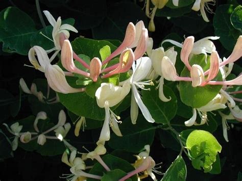 Lonicera caprifolium 'Anna Fletcher' - Riverside Garden Centre