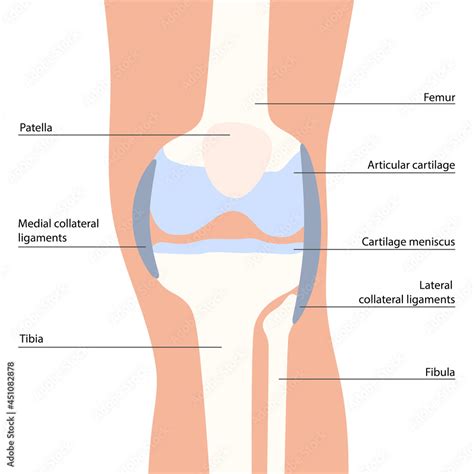 Knee bone anatomy Stock Vector | Adobe Stock