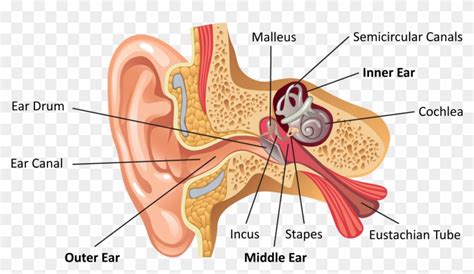 Ear Anatomy Labeled - Ear Parts Labeled, HD Png Download - 1904x1015 ...