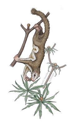 Species New to Science: [PaleoMammalogy • 2017] Maiopatagium ...