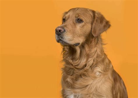 Do Dogs Have Happy Growls