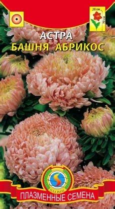 Астра Башня Абрикос. Плазменные семена