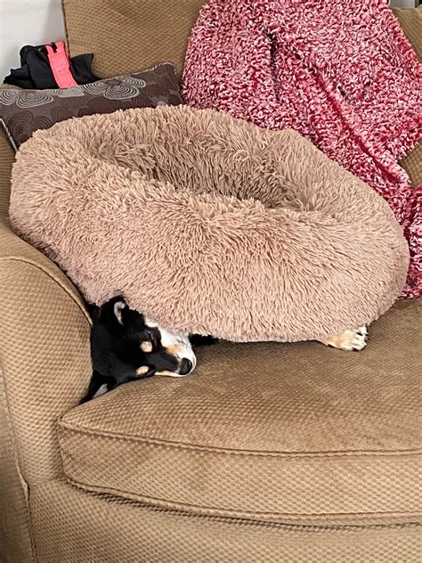 What training method works best for a Shiba? : r/shiba
