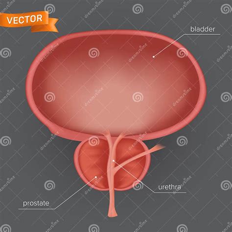 prostate anatomy infographics urology medical vector illustration